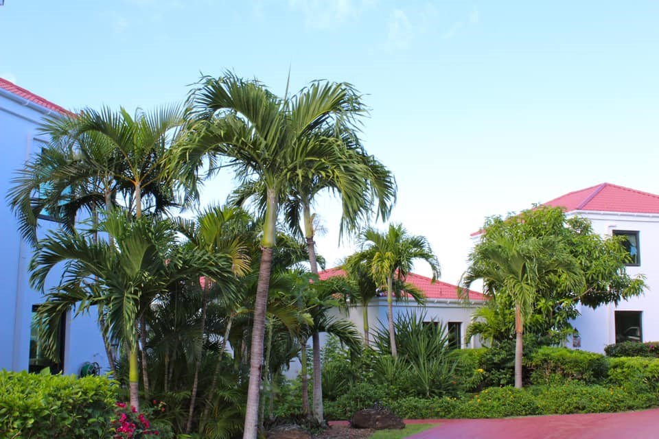 A house with palm trees in the background